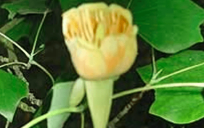 Corsham Almshouses: the tulip tree (lirodendron tulipifera)