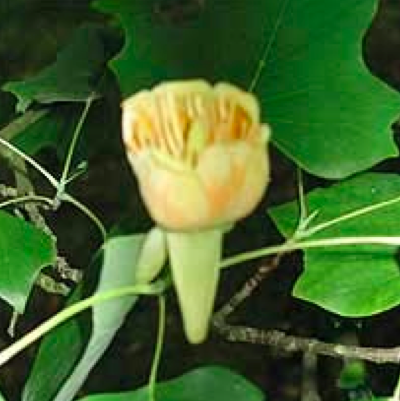 Corsham Almshouses: the tulip tree (lirodendron tulipifera)