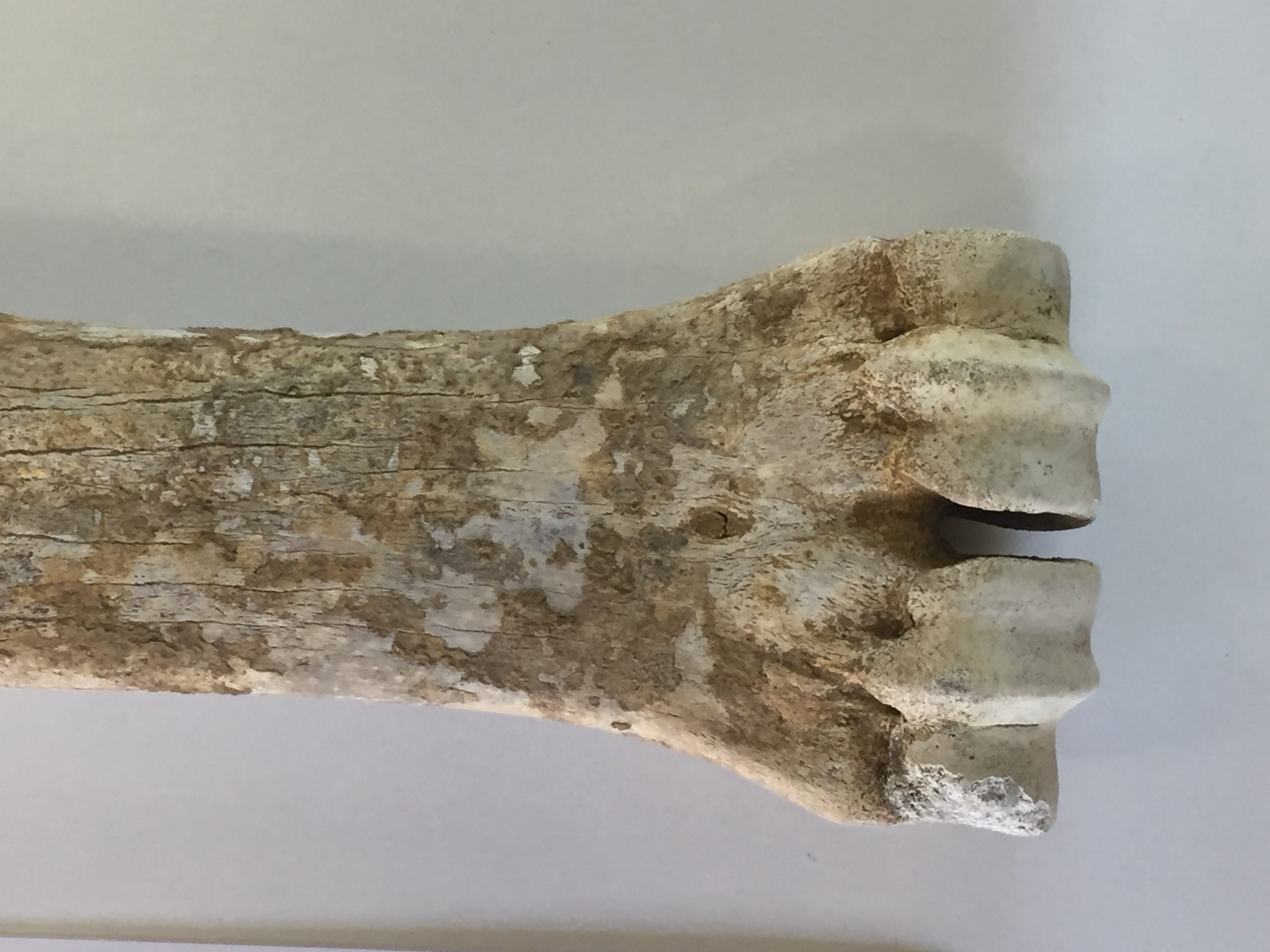 An 80,000 year old bison bone