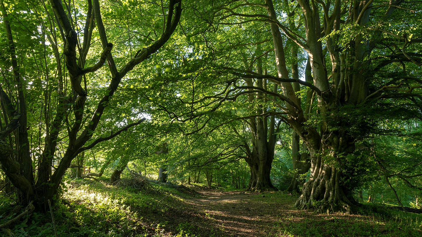 Britains Woodland